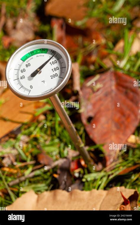 Photo d'un thermomètre à compost inséré dans un tas