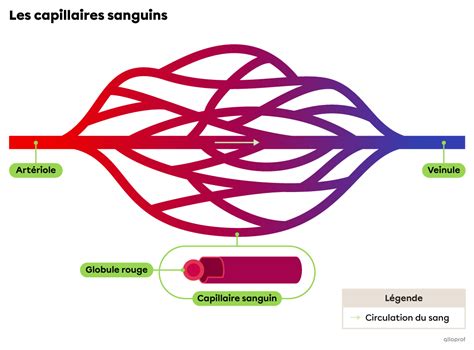 Schéma illustrant la tension capillaire dans un pot avec et sans billes d'argile