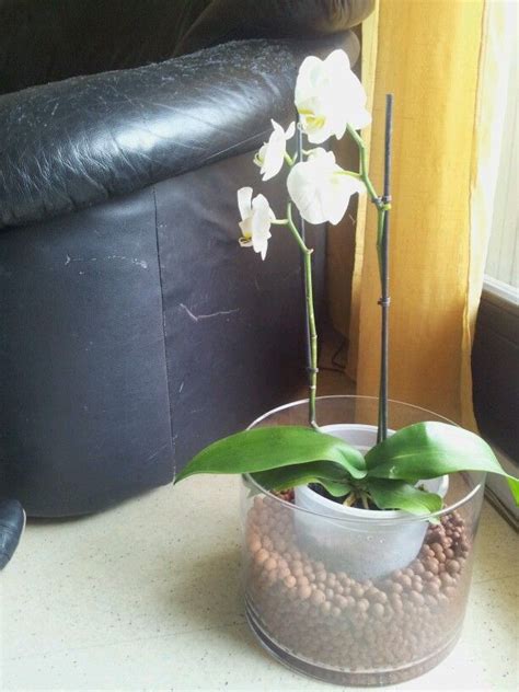 Orchidée posée sur un lit de billes d'argile humides