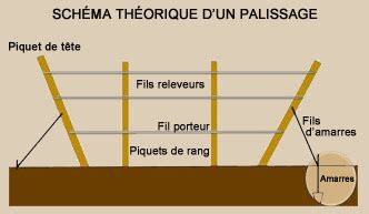 Schéma de palissage d'un framboisier 'Sanibelle' sur fil tendu