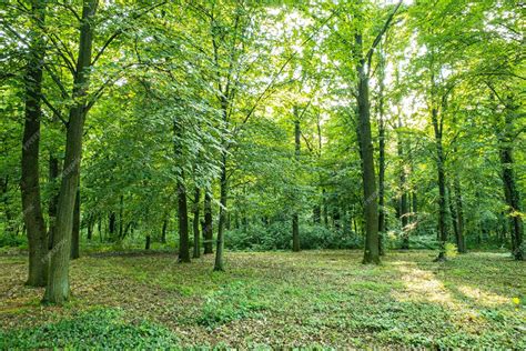 paysage agricole et forestier de la Somme