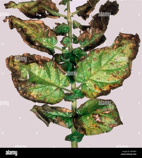 Carence en potassium sur une feuille de plante