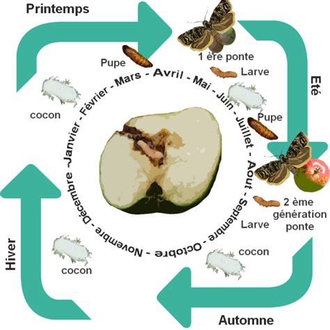 Cycle de vie du carpocapse du prunier