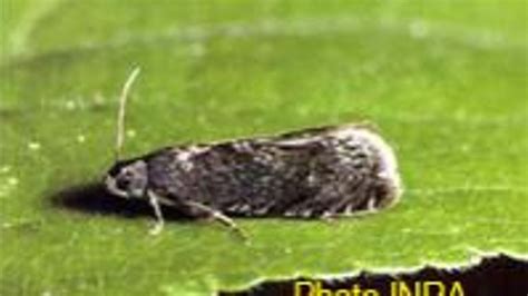 Prune attaquée par le carpocapse