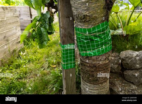 Bande piège sur tronc d'arbre