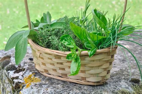 Herbes aromatiques fraîches dans un panier