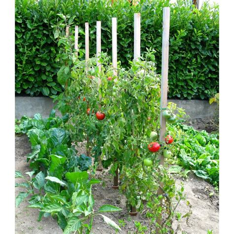 Tuteur de tomate avec système d'arrosage intégré