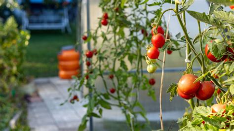 Tomates cultivées dans une cage spiralée