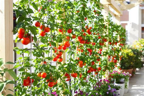 Palissage suspendu de tomates sur un balcon