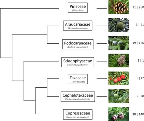 Diagramme illustrant la classification botanique (genre, espèce, variété)