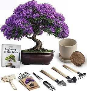 Image d'un kit de démarrage bonsaï avec différentes graines et outils