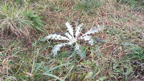 Chardon Lorrain fleurissant dans son habitat naturel