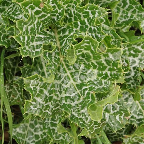 Gros plan sur les feuilles marbrées du Chardon-Marie