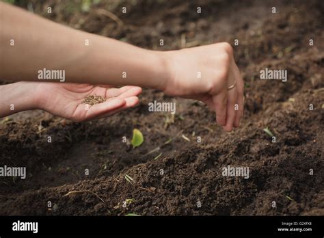 Main semant des graines dans un jardin