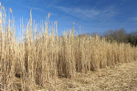Champ de miscanthus