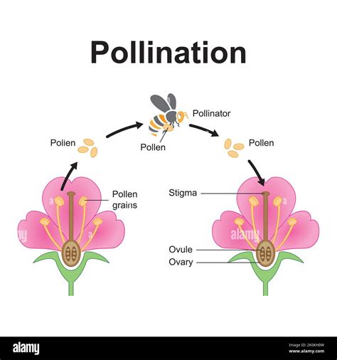 Diagram illustrating the pollination process of a hazelnut tree