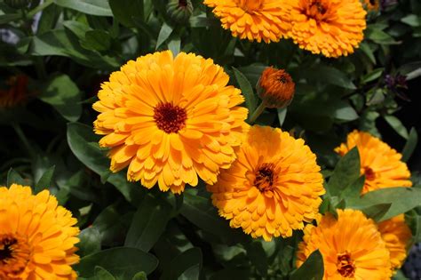 Souci (Calendula officinalis) en fleurs