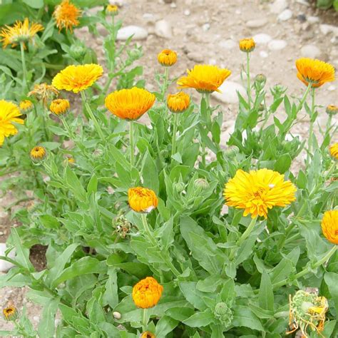 Graines de souci (Calendula officinalis)