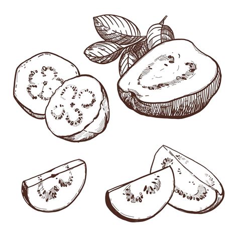 Illustration d'un goyavier avec des fruits mûrs