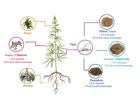 Schéma illustrant la structure de la plante de chanvre et les différentes parties utilisées