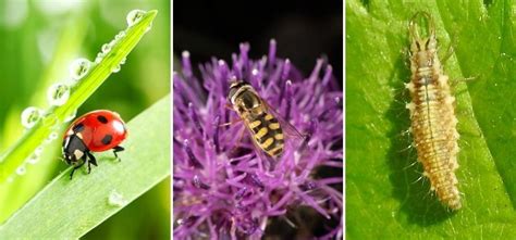 Insectes auxiliaires au potager