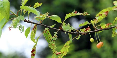Identifier les maladies des arbres fruitiers