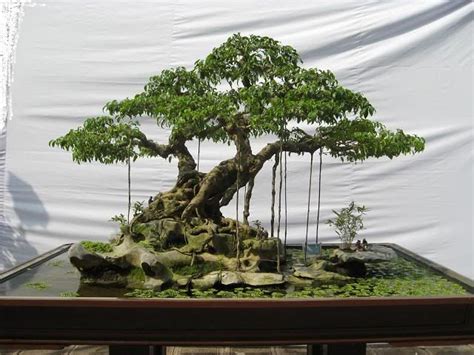 Bonsaï Ficus Benjamina