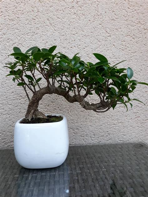 Ficus bonsaï près d'une fenêtre