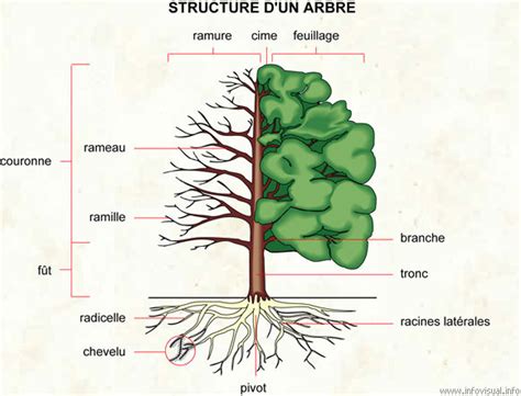 Schéma de l'importance de l'arcure pour l'ouverture de la ramure d'un arbre fruitier
