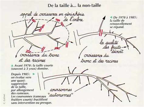 Différents types de liens horticoles pour l'arcure des branches