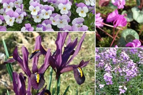 Iris reticulata en fleur dans une rocaille