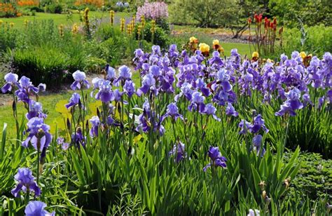 Massif d'iris nains colorés