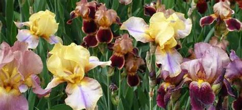 Différents types d'iris et leur période de floraison