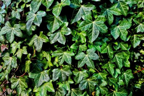 Avertissement sur la toxicité du lierre
