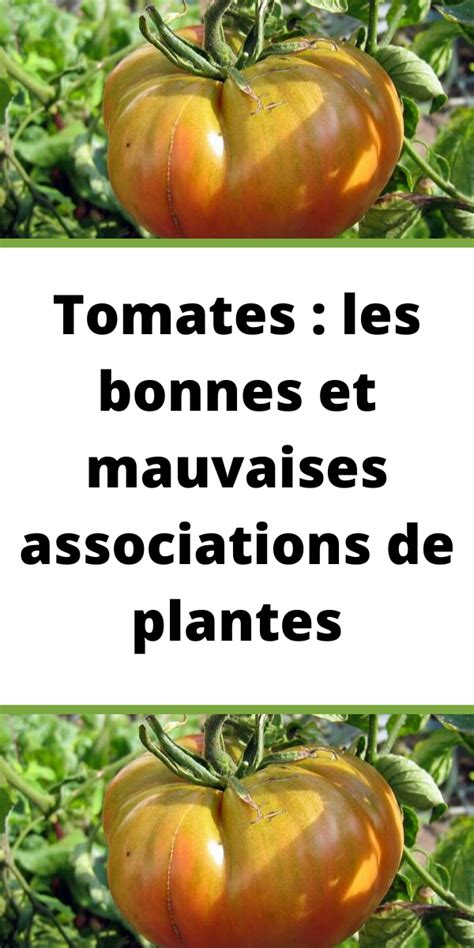 Schéma des bonnes et mauvaises associations végétales