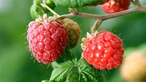 Variétés de framboises et leurs caractéristiques