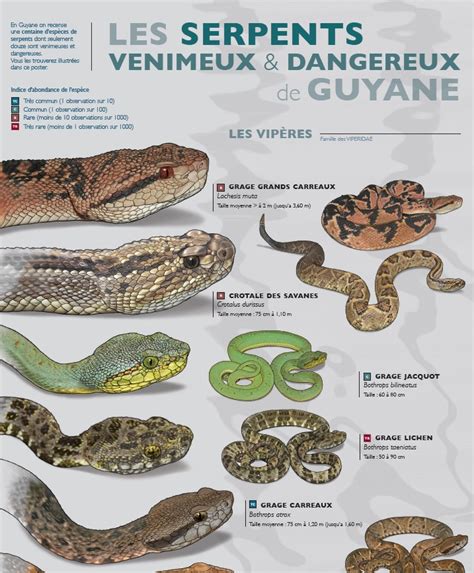 Diversité des serpents