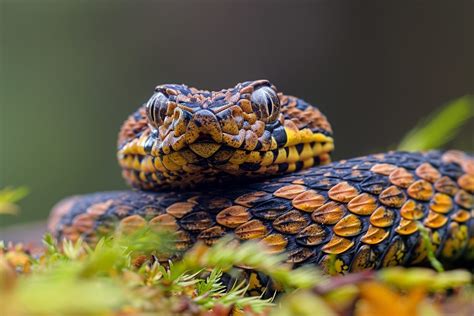 Vipère en hibernation