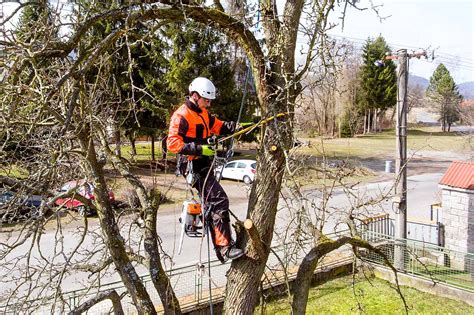 Plateforme aérienne en action pour l'élagage d'un arbre