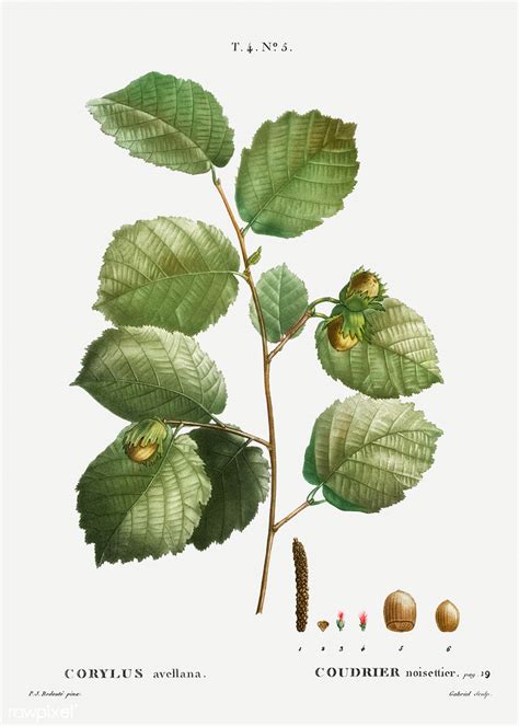 Illustration botanique du Corylus avellana