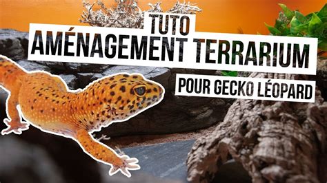 Disposition idéale des éléments dans un terrarium de gecko léopard