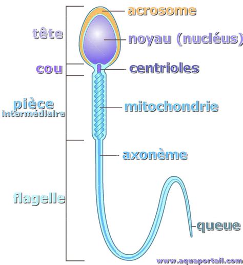 Schéma de la structure d'un spermatozoïde équin
