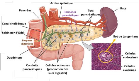 Schéma anatomique du pancréas dans le corps humain