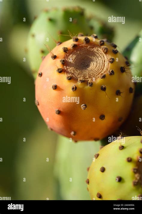 Détail des fruits mûrs du Figuier de Barbarie
