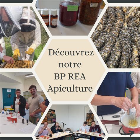 Schéma du programme de formation BP REA maraîchage