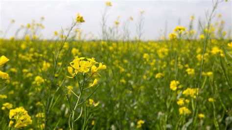 Photo d'une parcelle de moutarde blanche en fleurs