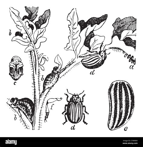 Dessin détaillé du doryphore de la pomme de terre