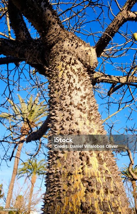 Tronc épineux du Ceiba speciosa