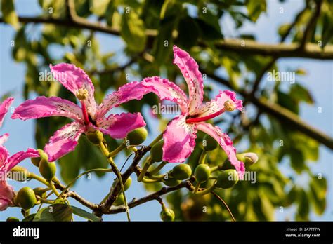 Fleurs roses et blanches du Ceiba speciosa