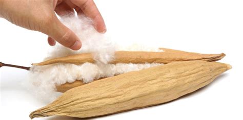 Capsules de kapok ouvertes révélant la fibre